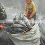 Skipjack Tuna Big Size thumbnail-3