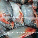 FROZEN WHOLE ROUND RED PACU FISH thumbnail-3