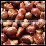 New Harvest Fresh Chestnut Wholesale, Euro Standard
