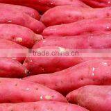 Japanese Fresh Sweet Potato thumbnail-1