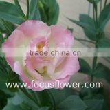 60 To 80 Stem Modern Fresh Lisianthus For Arrangement Fresh Dutch Type Lisianthus From Yunnan, China
