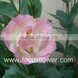 Wide Varieties Fresh Cut Flower Color Lisianthus Purple Lisianthus Flowers From Yunnan, China thumbnail-5