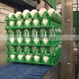 HIGH QUALITY FRESH WHITE AND BROWN EGGS FOR SALE