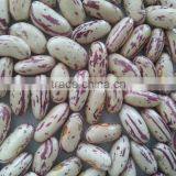 2015 Crop Light Speckled Kidney Bean