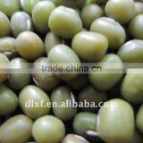 Green Mung Beans 2010 Crop thumbnail-1
