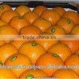 HIGH QUALITY EGYPTIAN ORANGE thumbnail-2