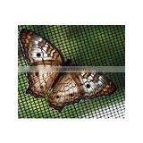 Fly Screen