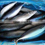 Frozen Pacific Mackerel Fish 250-350G thumbnail-2