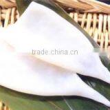 Frozen Wholesale Squid Tube u5 u7 U10 thumbnail-2