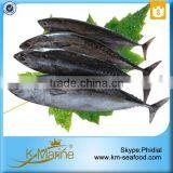 Hot Selling 18 Months Shelf Life China Manufacturer Bonito thumbnail-1