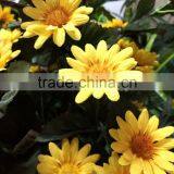 Mini Plastic and Silk Artificial Chrysanthemum Flower thumbnail-3