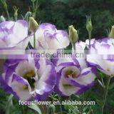Beautiful Purple Ring Eustoma Flowers For Export thumbnail-4
