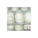 Sell White Garlic thumbnail-1