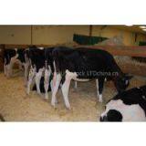 ALive Boer Goats,Live Friesian Holstein Cow.Pregnant Holstein Cow thumbnail-1