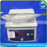 Frozen Canned Scomber Pacific Mackerel Supplier