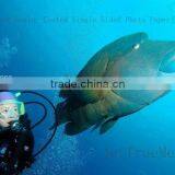 180Gsm Glossy Resin- Coated Single Sided Photo Paper(RC-JG180) thumbnail-1