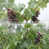 Factory UV Stabilised Agriculture Anti Bird Net/Fruit Cage Net thumbnail-3