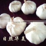 New Crop High Quality Fresh Garlic Directly Supply thumbnail-1