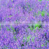 Air Freshener-Dried Lavandula,lavander Flower,lavanda Flower thumbnail-1