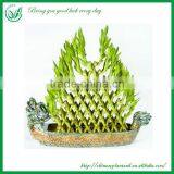Indoor Decoration Pyramid Shaped Lucky Bamboo Plant thumbnail-3