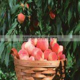 Agriculture Farming 20% Crystal Gibberellic Acid thumbnail-3