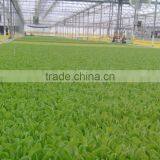 Reinforced Plastic Film thumbnail-6