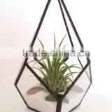 Kure Beach Sea Shells Black Metal Pyramid Ionantha Air Plant Glass Terrarium thumbnail-5