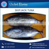 Light Weight High Quality Frozen Skipjack Tuna Whole Round Selling by Top Ranked Dealer