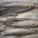 Frozen Grey Mullet Fish 100-150g thumbnail-1