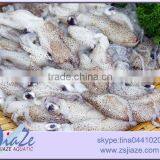 Zhoushan Sea Caught Frozen Baby Squid thumbnail-3