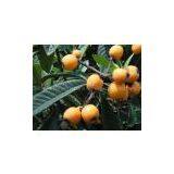 Hot On Sale Ursolic Acid thumbnail-1