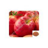 Apple Extract Apple Polyphenols 50%-90% thumbnail-1