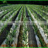 China Shandong Fresh Ginger/Fresh Ginger thumbnail-2