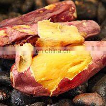 Organic Fresh SWEET POTATOES/NEW SCROP HIGH QUALITY SWEET POTATO FROM VIETNAM thumbnail-5