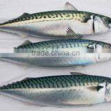 WR Atlantic Mackerel thumbnail-2