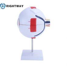 Biology 6 Times Human Eye Model Giant Eye Model Human Eye Anatomy for Science Teaching Medical Model thumbnail-2