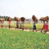 Suvimie Traditional Rice (Pachchaperumal) thumbnail-3