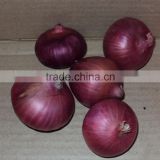 Fresh Red Onion from Pakistan ( Naqshbandi Enterprises )