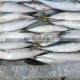 Newly Frozen Pacific Mackerel 6-8pcs/kg for Sales