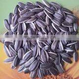 Organic Sunflower Seeds 5009 Sunflower Seeds White Sunflower Seeds thumbnail-5