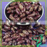Dried Long Purple Speckled Speckled Kidney Bean Wholesale For Canned Origin In Chian thumbnail-5