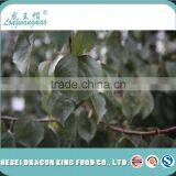 Latest Crop Dry Sweet Apricot Kernel Nuts in Shell for Food Industry thumbnail-5