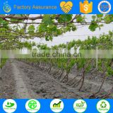 TS drip tape used for tree irrigation system