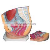 Teaching Female Pelvis Anatomical Model thumbnail-1