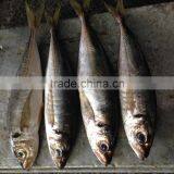 Frozen Horse Mackerel 25cm up Hot Sale thumbnail-2