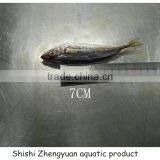 Fresh Frozen HGT Horse Mackerl 6-8cm Loose Package thumbnail-1