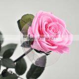 Best Selling Natural Rose Flower Direct Supplier Wholesale Preserved Flower thumbnail-2