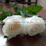 Natural Fresh Cut White Rose Flower Mother's Day Gift Processing Type Export From Yunnan thumbnail-4