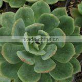 Echeveria Elegan Hybrid, Decorative Plants Echeveria, Succulent Plants, Tropical Plant Succulent thumbnail-2