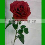 Artificial Wet Rose/real Touch Artificial Rose Flower/natural Touch Rose Flowers